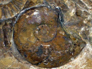 Psiloceras (Discamphiceras) kammerkarense (Gümbel in Wähner, 1883)