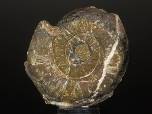 Psiloceras ( Megastomoceras ) anisophyllum ( Wähner, 1882 )