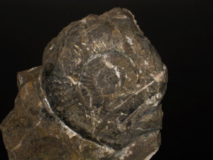 Psiloceras ( Megastomoceras ) megastoma ( Gümbel in Wähner, 1882 )
