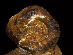 Psiloceras ( Megastomoceras ) panzneri ( Wähner, 1882 )