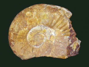 Psiloceras ( Paraphylloceras ) gernense ( Neumayr, 1879 )