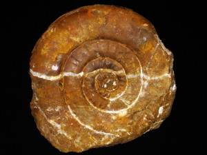 Psiloceras ( Paraphylloceras ) strongolum ( Lange,1952 )