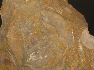 Psiloceras ( Psiloceras ) calliphyllum ( Neumayr, 1879 )