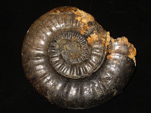 Psiloceras ( Psiloceras ) plicatulum ( Pompeckj, 1893 )