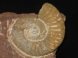 Psiloceras ( Storthoceras ) circacostatum ( Wähner, 1882 )