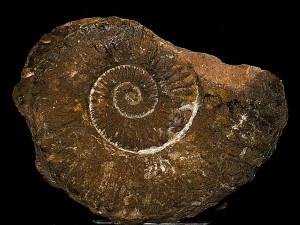 Psiloceras ( Storthoceras ) extracostatum ( Wähner, 1882 )