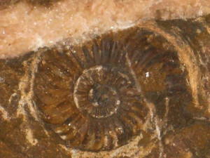 Psiloceras ( Storthoceras ) frigga ( Wähner, 1882 )