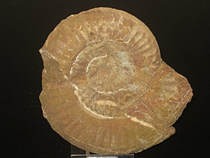 Psiloceras ( Storthoceras ) haploptychum ( Wähner, 1882 )