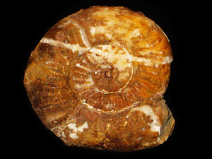 Psiloceras ( Storthoceras ) subrahana ( Lange, 1952 )
