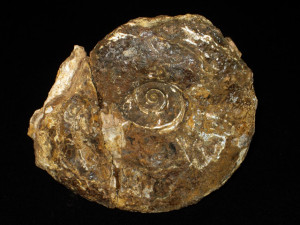 Phylloceras ( Schistophylloceras ) aulonotum ( Herbich in Wähner, 1898 )