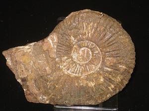 Schlotheimia exechoptycha ( Wähner 1882 )