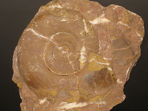 Schlotheimia extranodosa ( Wähner, 1882 )