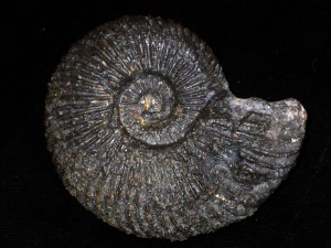 Schlotheimia striatissima ( Quenstedt, 1882 )
