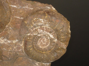 Sunrisites hadroptychum ( Wähner, 1882 )