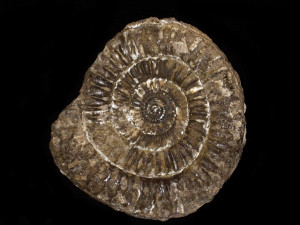 Vermiceras ( Epammonites ) cordieri ( Canavari in Wähner, 1890 )