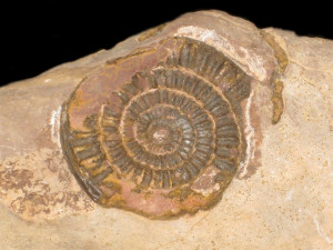 Vermiceras ( Gyrophioceras ) supraspiratus ( Wähner, 1886 )
