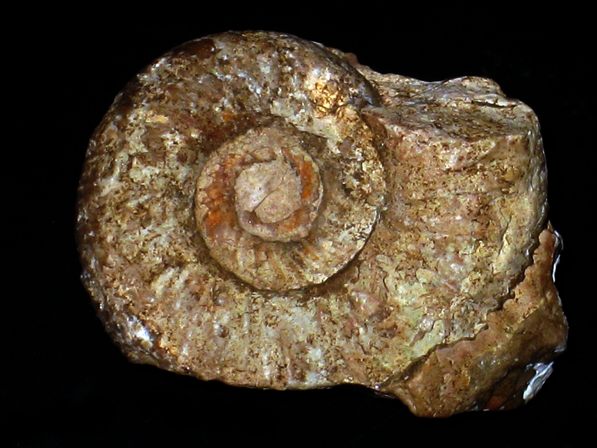 Amoeboceras ( Amoebites ) bauhini ( Oppel, 1863 )
