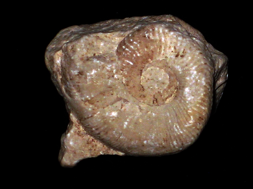Amoeboceras ( Amoebites ) kapfi ( Oppel, 1863 )