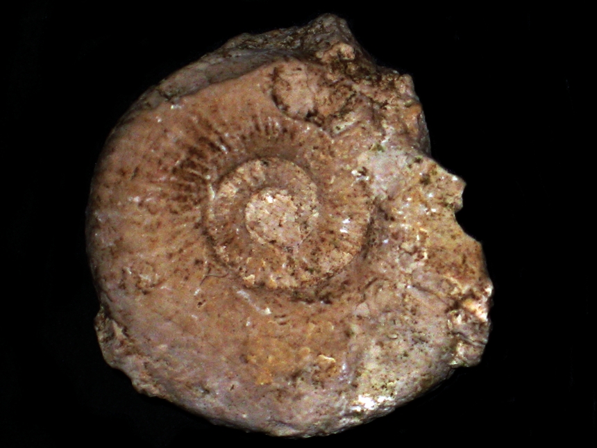 Amoeboceras ( Amoebites ) quadratolineatum ( Salfeld, 1915 )