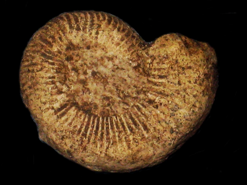 Amoeboceras ( Amoebites ) quadratolineatum ( Salfeld, 1915 )