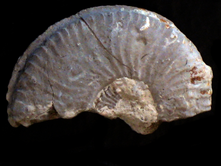 Amoeboceras ( Amoebites ) schlosseri ( Wegele, 1929 )