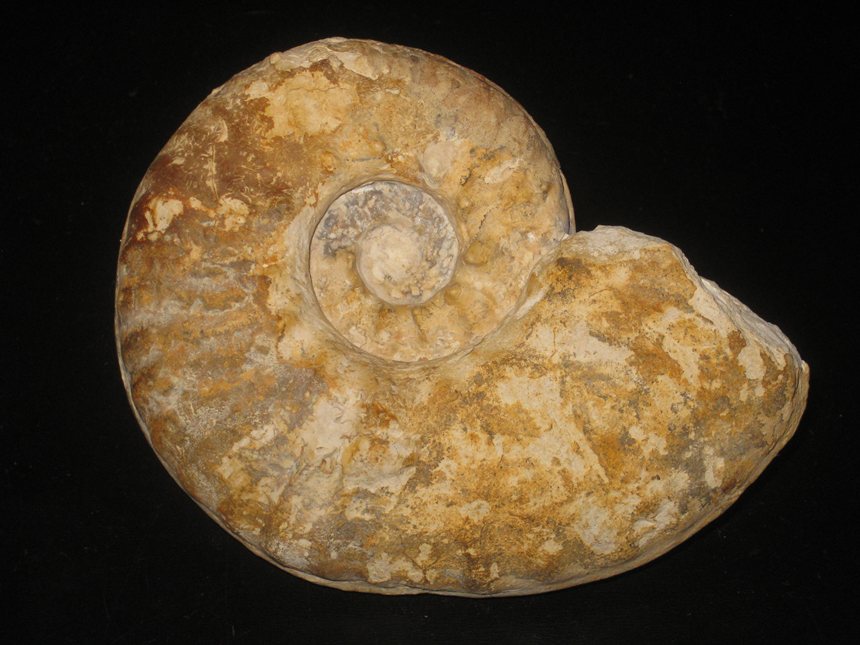 Angolaites austinensis ( Lasswitz, 1904 )