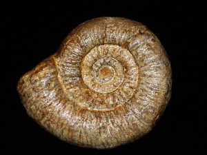 Asphinctes ( Asphinctes ) bathonicus ( Westermann, 1958 )