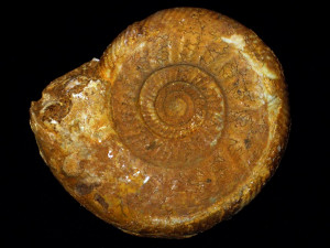 Bajocisphinctes mouterdei ( Fernández-López, 1985 )
