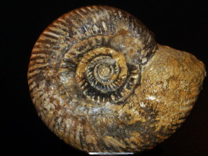 Bigotites lenki ( Schmidtill & Krumbeck, 1931 )