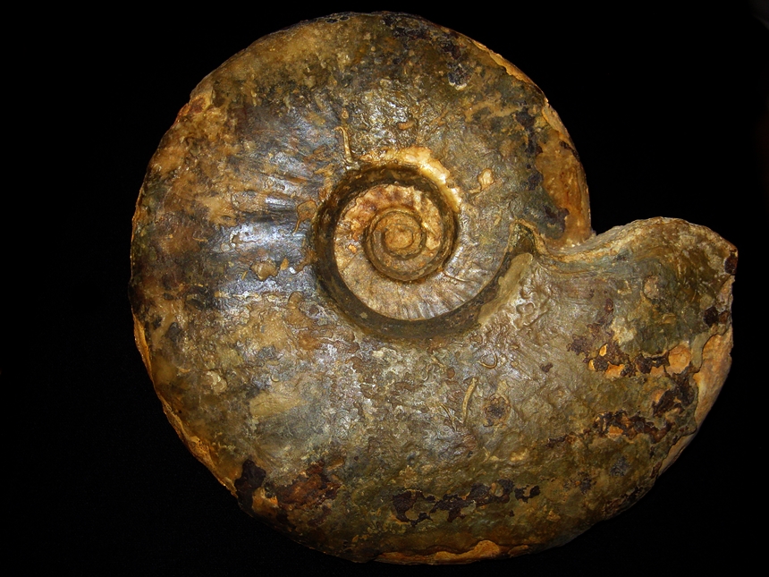 Brasilia gigantea ( Buckman, 1888 )