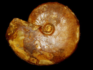 Brasilia ( Paqueira ) flocossa ( Buckman 1899 )