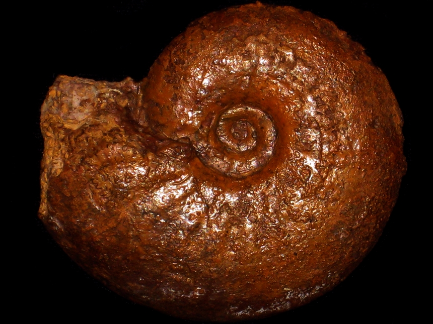 Brasilia ( Apedogyria ) subtilicosta ( Krimholtz, 1961 )