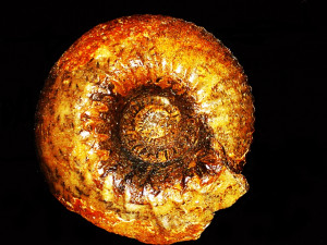Cadoceras ( Paracadoceras ) quenstedtiforme ( Mitta et al., 2015 )