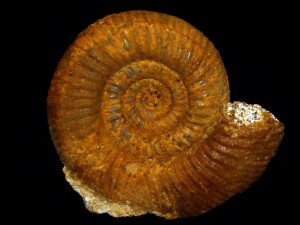 Caumontisphinctes ( Caumontisphinctes ) polygyralis ( Buckman, 1920 )
