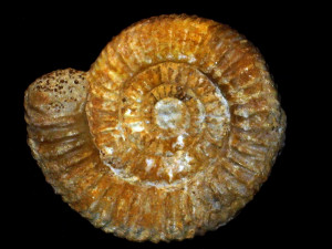 Caumontisphinctes ( Caumontisphinctes ) rota ( Bentz, 1924 )