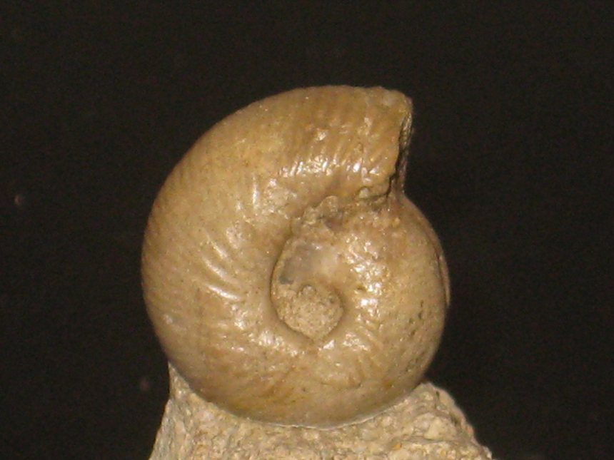 Chondroceras wrighti ( Buckman, 1923 )