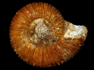 Collotia multicostata ( Petitclerc, 1915 )