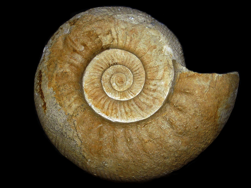 Collotia pamprouxensis ( Cariou, 1984 )