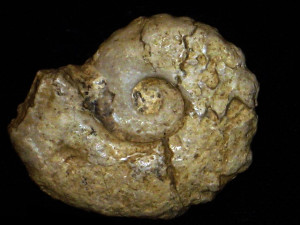 Creniceras crenatum ( Oppel, 1863 )