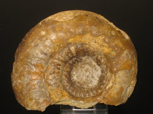 Docidoceras ( Docidoceras ) tolleyi ( Sandoval & Chandler, 2014 )