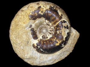 Docidoceras ( Docidoceras ) cylindroides ( Buckman, 1919 )