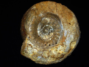 Docidoceras ( Docidoceras ) cylindroides ( Buckman, 1919 )