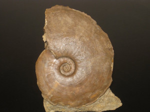 Dorsetensia subtecta ( Buckman, 1892 )