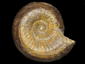 Emileia ( Emileia ) brocchi ( Sowerby, 1818 )