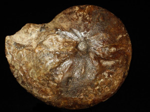 Engonoceras pierdenalis ( von Buch, 1848 )