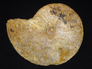Engonoceras stolleyi ( Böhm, 1898 )