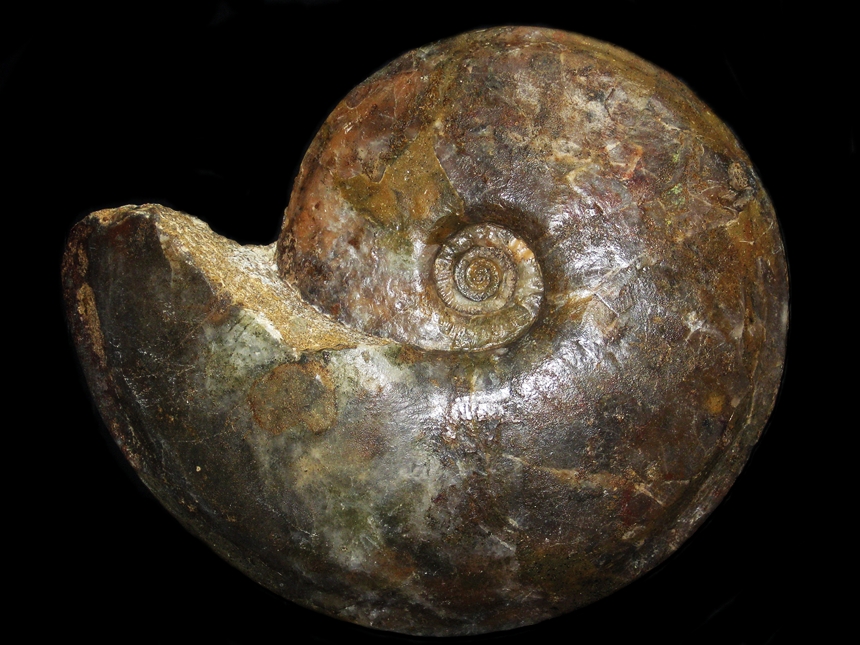 Eparietites undaries ( Quenstedt, 1884 )