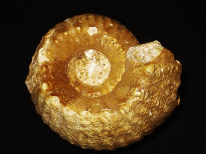 Erymnoceras doliforme ( Sayn & Roman, 1930 )