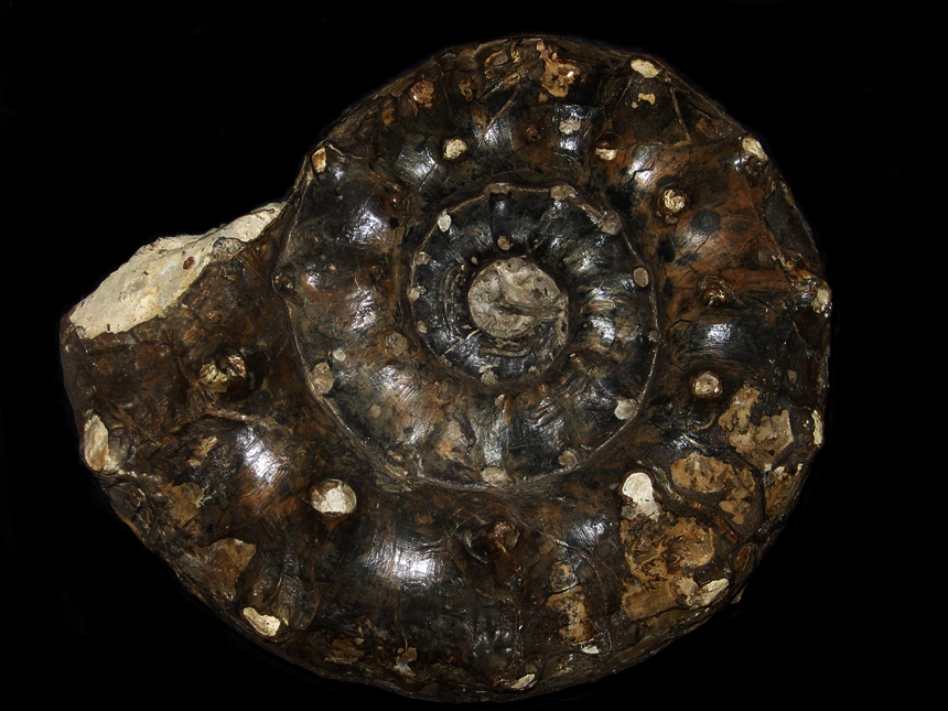 Euaspidoceras subbabeanum ( Sintzov, 1888 )