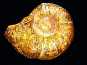 Alocolytoceras ( Audaxlytoceras ) ophioneum ( Benecke, 1865 )